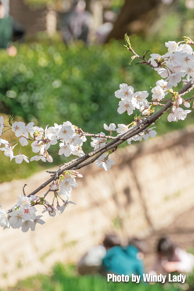 見守る桜の下で