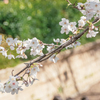 見守る桜の下で