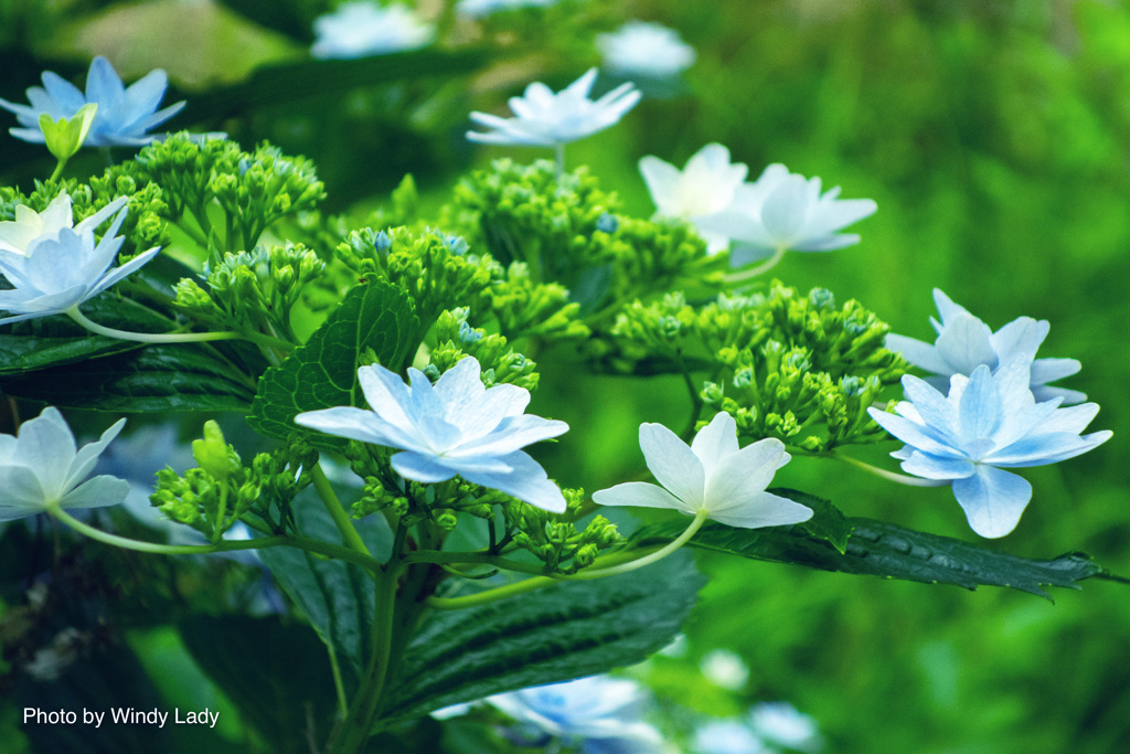 爽やかな朝の紫陽花