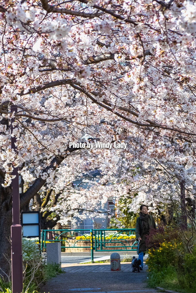 桜散歩