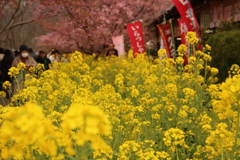 河津桜と菜の花