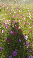 今年最後のコスモスたちに、「また来年ね。」と手を振った！