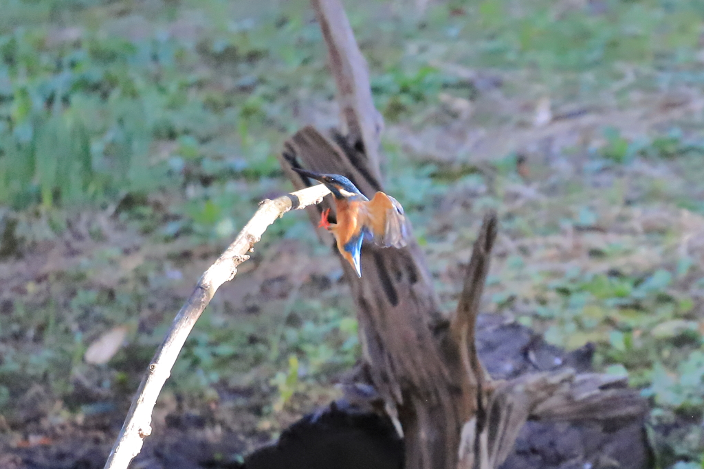 カワセミの飛び込み