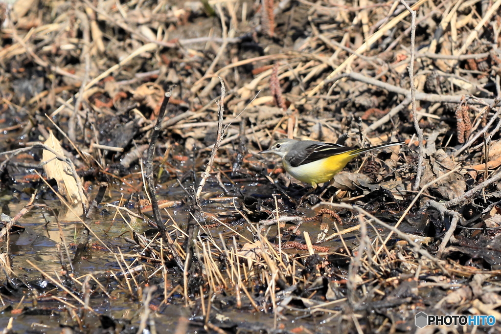 2025-03-010163筑波実験植物園