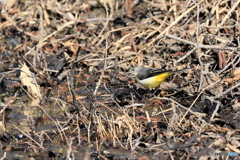 2025-03-010163筑波実験植物園