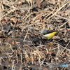 2025-03-010163筑波実験植物園