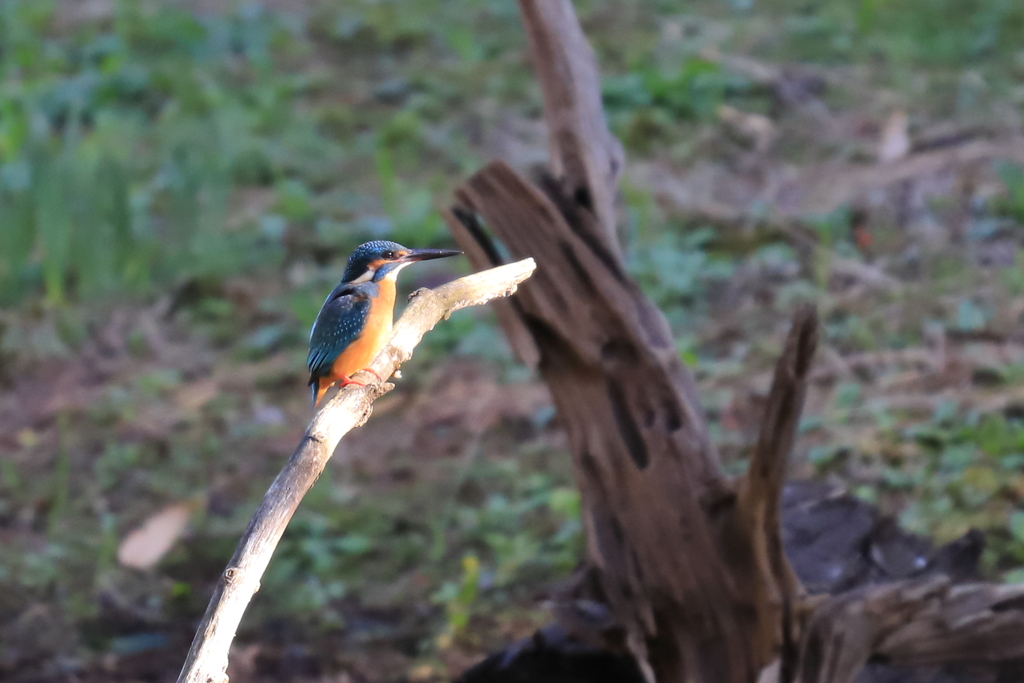 カワセミの飛び込み