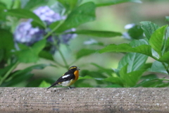 2020_07_05__60002