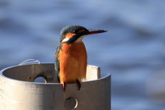 20251130EOS74288abikousiku