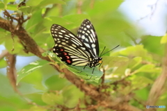 アカボシゴマダラ