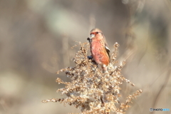 20260116EOS77169Moriya