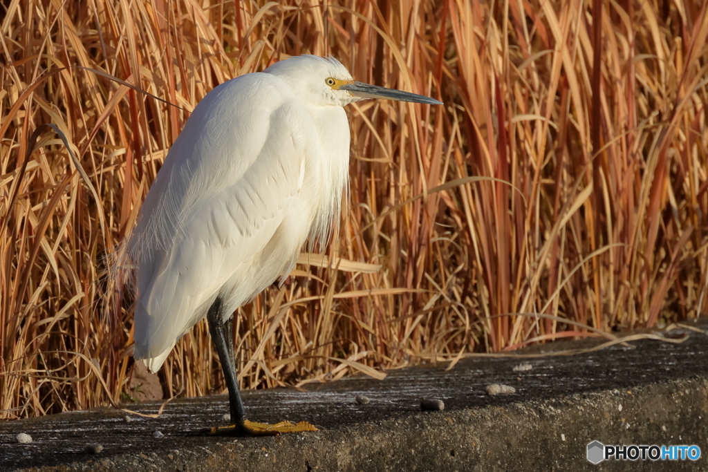 20260116EOS77094Moriya