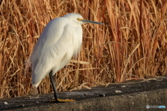 20260116EOS77094Moriya