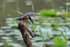 2019_07_28_7D2_0201EF300f4