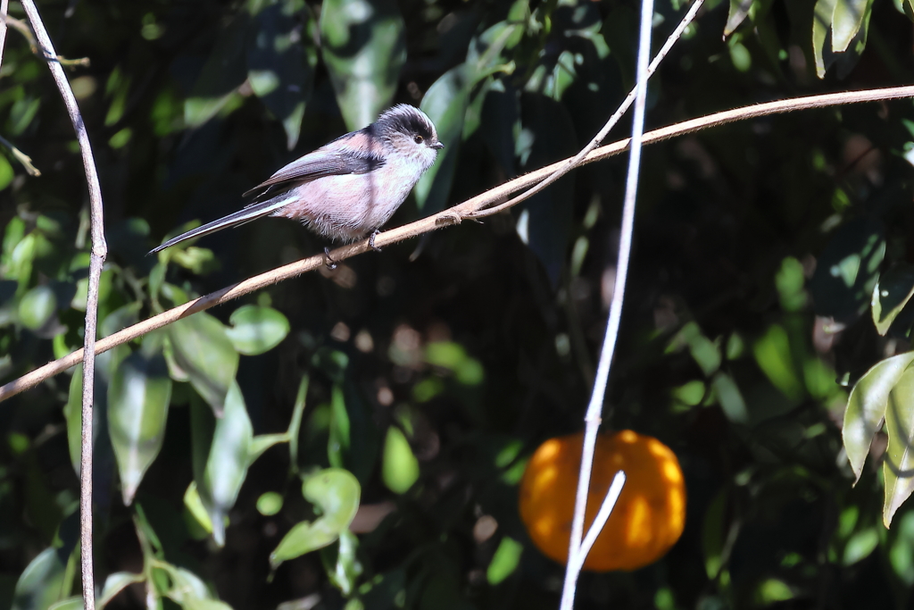 20260122EOS78004Usiku