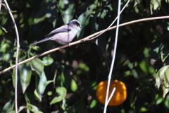 20260122EOS78004Usiku