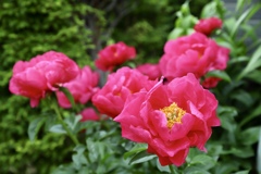 我が家の花壇に咲いた花4