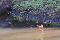 カワセミの飛び込み