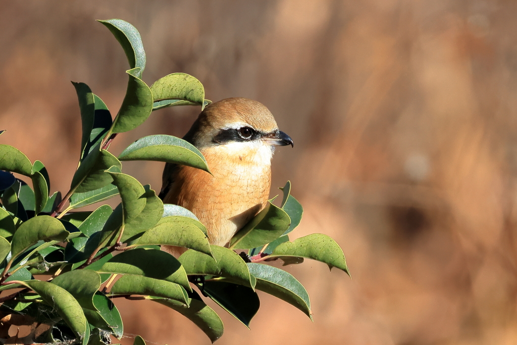 20251228EOS74774手賀沼
