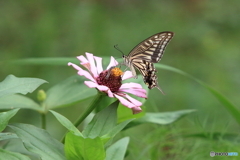 202509137D2_9558あけぼの山農業公園