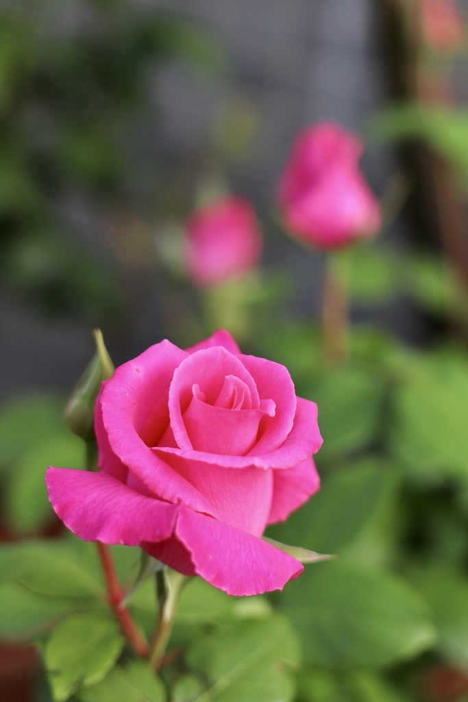 我が家の花壇に咲いた花