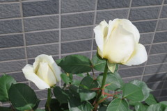 NCJG4478
