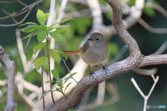 2025-03-010166筑波実験植物園