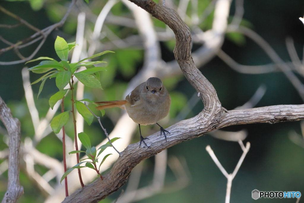 2025-03-010164筑波実験植物園