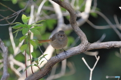 2025-03-010164筑波実験植物園