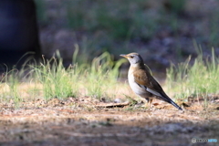 2025-03-010159筑波実験植物園
