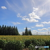 あけぼの山農業公園①