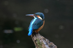 20251103R7EOS73028手賀沼