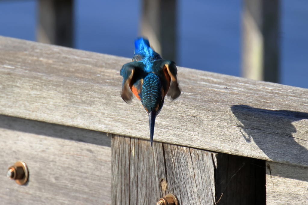 20251130EOS74302abikousiku