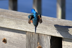 20251130EOS74302abikousiku