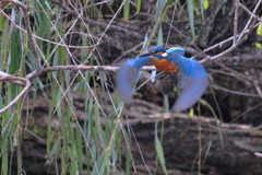 20251103R7EOS73082手賀沼