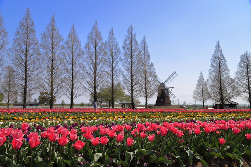 あけぼの山農業公園　2020_04_09＿1