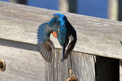 20251130EOS74303abikousiku