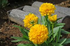 GIVF9088