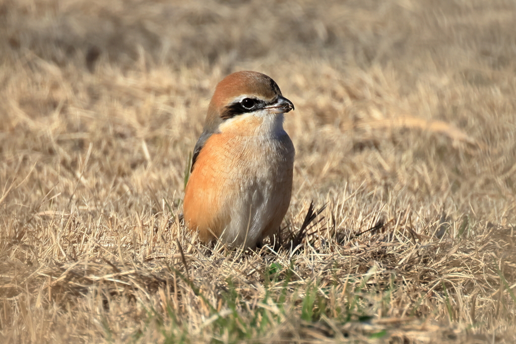 20251229EOS75154手賀沼