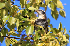 20251228EOS75038手賀沼