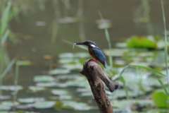 2019_07_28_7D2_0236EF300f4