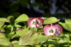 我が家の花壇に咲いた花2