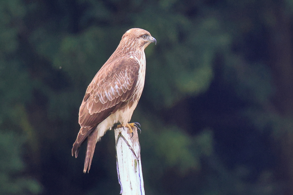 20251102R7EOS72840守谷野鳥の道