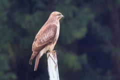 20251102R7EOS72840守谷野鳥の道