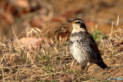 20260116EOS77103Moriya