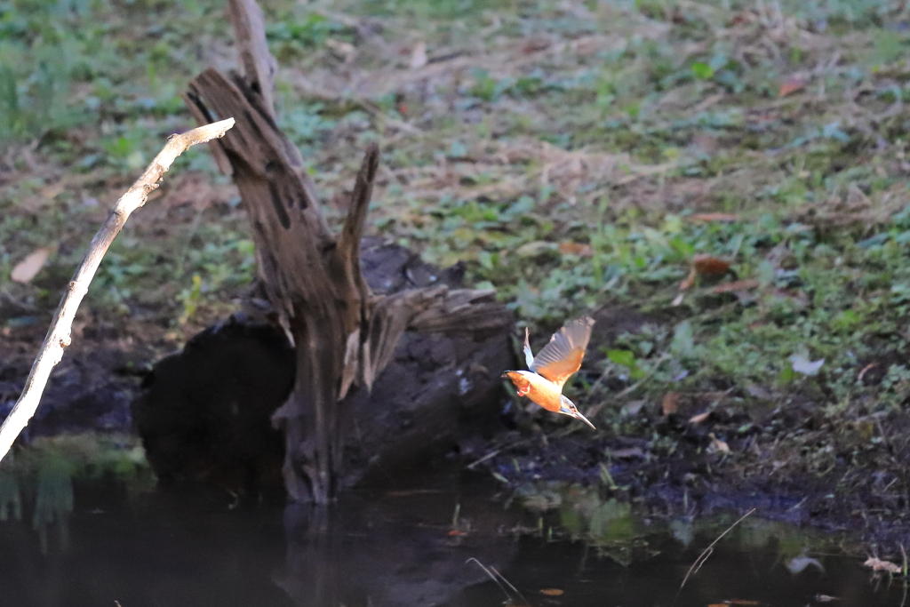 カワセミの飛び込み