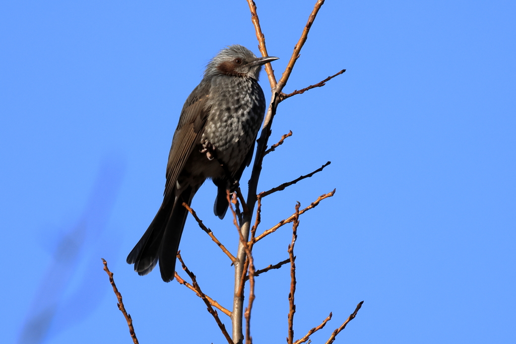 20251229EOS75213手賀沼