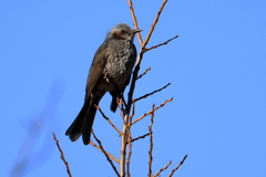 20251229EOS75213手賀沼