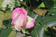 KAVR6598