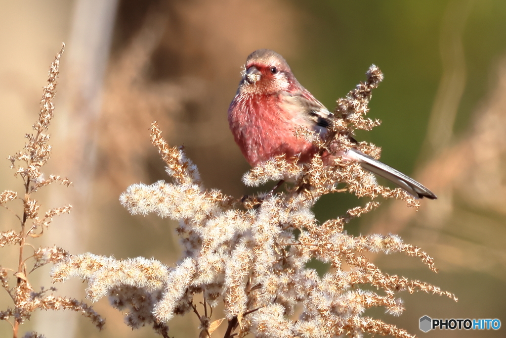 20260116EOS77174Moriya